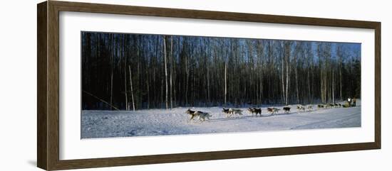 18 Huskies Begin the Long Haul of 1049 Miles to Nome, John Barron in Iditarod Race 1991, Alaska, US-null-Framed Photographic Print
