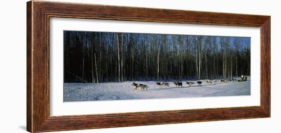 18 Huskies Begin the Long Haul of 1049 Miles to Nome, John Barron in Iditarod Race 1991, Alaska, US-null-Framed Photographic Print