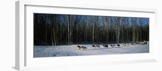 18 Huskies Begin the Long Haul of 1049 Miles to Nome, John Barron in Iditarod Race 1991, Alaska, US-null-Framed Photographic Print