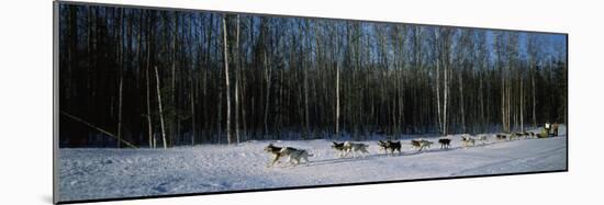 18 Huskies Begin the Long Haul of 1049 Miles to Nome, John Barron in Iditarod Race 1991, Alaska, US-null-Mounted Photographic Print