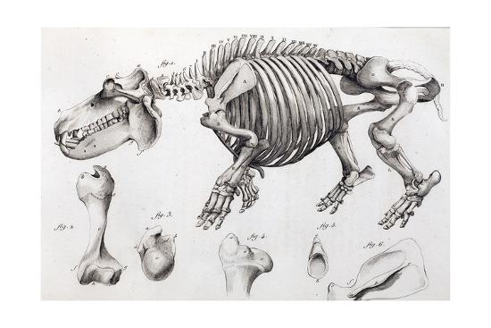 Get 1812 Hippopotamus Skeleton By Cuvier Giclee Print Stewart Stewart Art Com Free Get Wallpaper 1812 Hippopotamus Skeleton By Cuvier Giclee Print Stewart Stewart Art Com Free