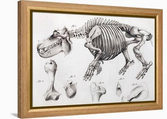 1812 Hippopotamus Skeleton by Cuvier-Stewart Stewart-Framed Premier Image Canvas