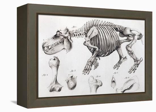 1812 Hippopotamus Skeleton by Cuvier-Stewart Stewart-Framed Premier Image Canvas