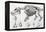 1812 Hippopotamus Skeleton by Cuvier-Stewart Stewart-Framed Premier Image Canvas