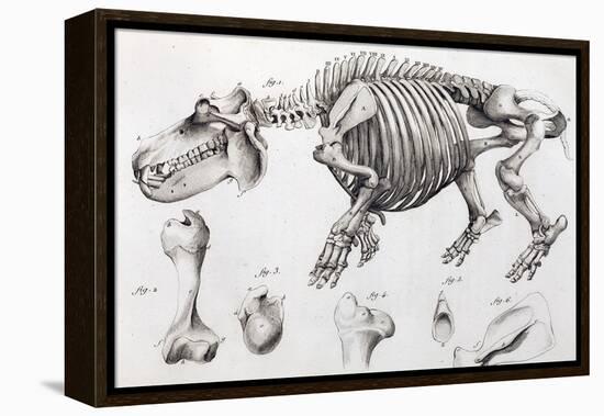 1812 Hippopotamus Skeleton by Cuvier-Stewart Stewart-Framed Premier Image Canvas