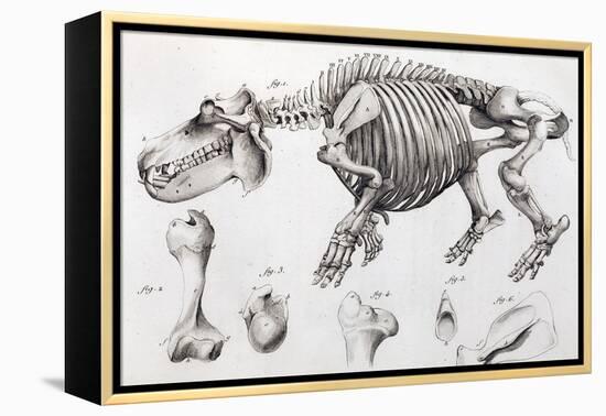 1812 Hippopotamus Skeleton by Cuvier-Stewart Stewart-Framed Premier Image Canvas