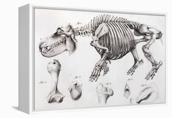 1812 Hippopotamus Skeleton by Cuvier-Stewart Stewart-Framed Premier Image Canvas