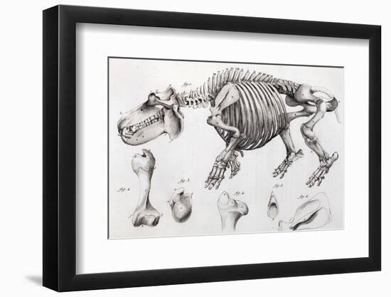 1812 Hippopotamus Skeleton by Cuvier-Stewart Stewart-Framed Photographic Print