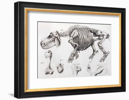 1812 Hippopotamus Skeleton by Cuvier-Stewart Stewart-Framed Photographic Print