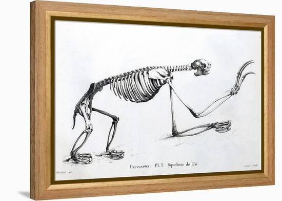 1812 Sloth Skeleton by Cuvier-Stewart Stewart-Framed Premier Image Canvas