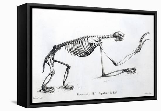 1812 Sloth Skeleton by Cuvier-Stewart Stewart-Framed Premier Image Canvas