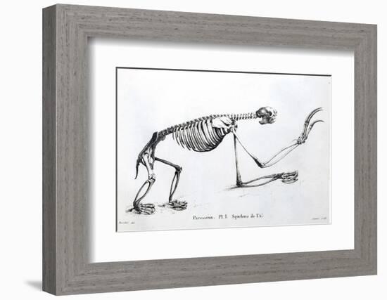 1812 Sloth Skeleton by Cuvier-Stewart Stewart-Framed Photographic Print