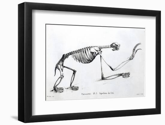 1812 Sloth Skeleton by Cuvier-Stewart Stewart-Framed Photographic Print