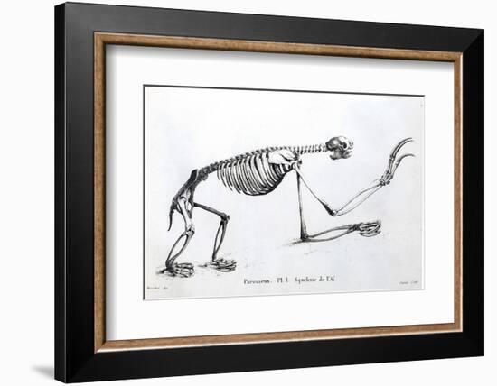 1812 Sloth Skeleton by Cuvier-Stewart Stewart-Framed Photographic Print