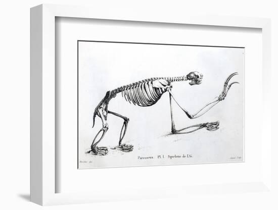 1812 Sloth Skeleton by Cuvier-Stewart Stewart-Framed Photographic Print