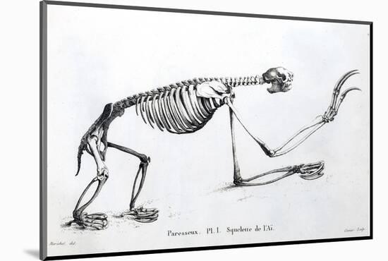 1812 Sloth Skeleton by Cuvier-Stewart Stewart-Mounted Photographic Print