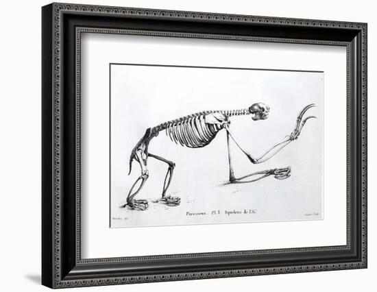 1812 Sloth Skeleton by Cuvier-Stewart Stewart-Framed Photographic Print