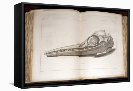 1814 Mary Anning First Ichthyosaur Skull-Paul Stewart-Framed Premier Image Canvas