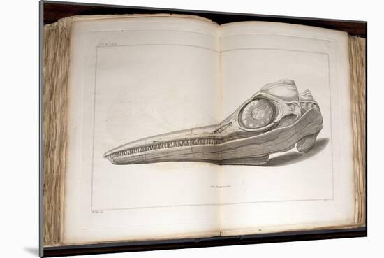 1814 Mary Anning First Ichthyosaur Skull-Paul Stewart-Mounted Photographic Print