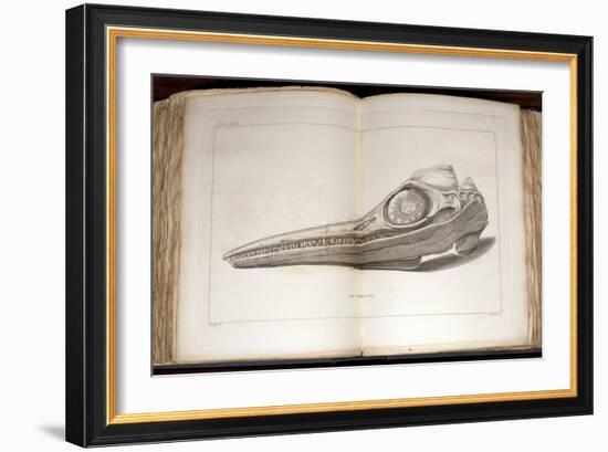 1814 Mary Anning First Ichthyosaur Skull-Paul Stewart-Framed Photographic Print