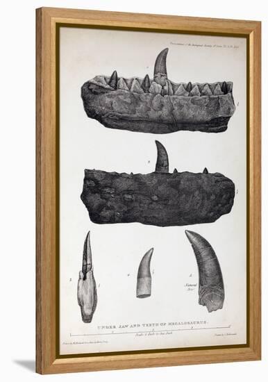 1824 Buckland's Megalosaurus Jaw Teeth-Paul Stewart-Framed Premier Image Canvas