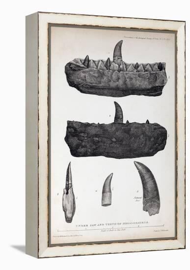 1824 Buckland's Megalosaurus Jaw Teeth-Paul Stewart-Framed Premier Image Canvas