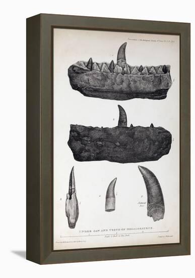 1824 Buckland's Megalosaurus Jaw Teeth-Paul Stewart-Framed Premier Image Canvas