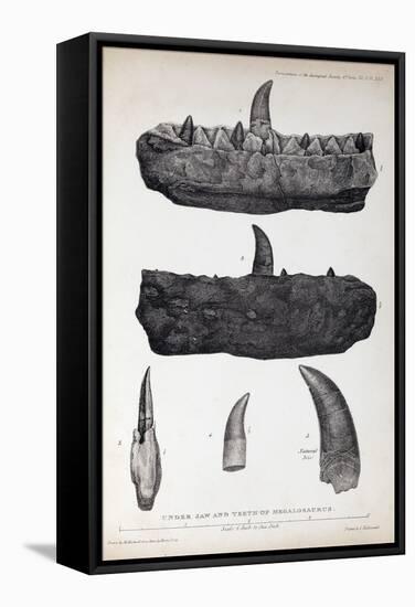 1824 Buckland's Megalosaurus Jaw Teeth-Paul Stewart-Framed Premier Image Canvas