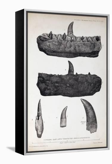 1824 Buckland's Megalosaurus Jaw Teeth-Paul Stewart-Framed Premier Image Canvas