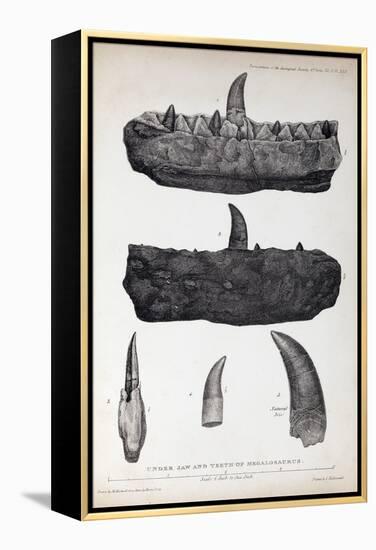 1824 Buckland's Megalosaurus Jaw Teeth-Paul Stewart-Framed Premier Image Canvas