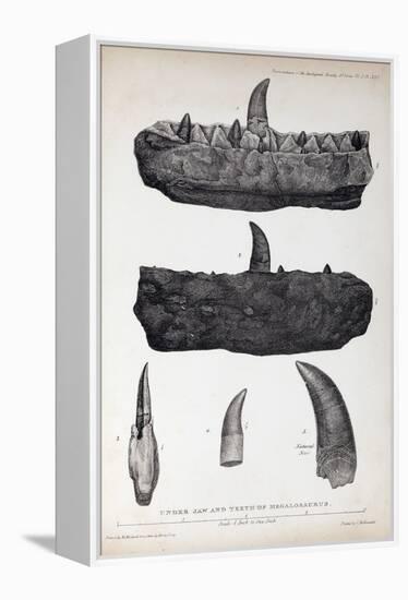 1824 Buckland's Megalosaurus Jaw Teeth-Paul Stewart-Framed Premier Image Canvas