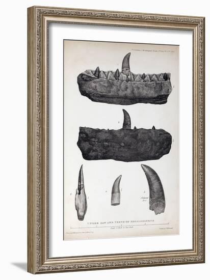 1824 Buckland's Megalosaurus Jaw Teeth-Paul Stewart-Framed Photographic Print