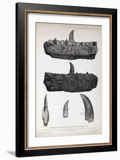 1824 Buckland's Megalosaurus Jaw Teeth-Paul Stewart-Framed Photographic Print