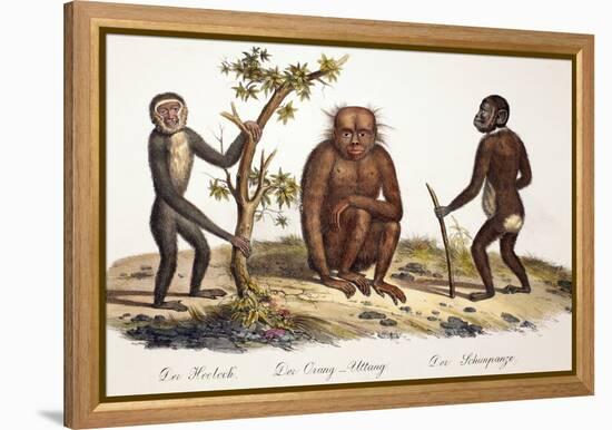 1824 Schinz Apes, Gibbon, Orang, Chimp-Paul Stewart-Framed Premier Image Canvas