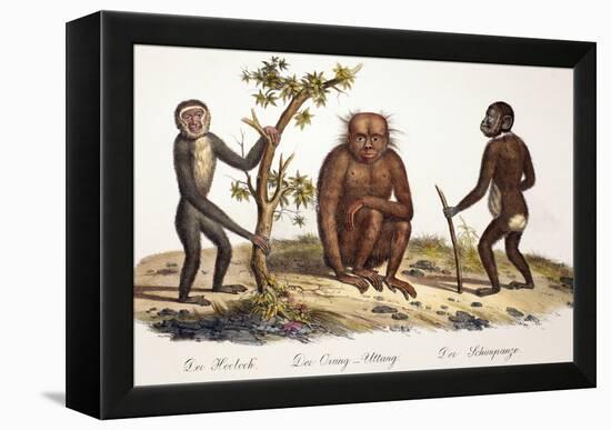 1824 Schinz Apes, Gibbon, Orang, Chimp-Paul Stewart-Framed Premier Image Canvas