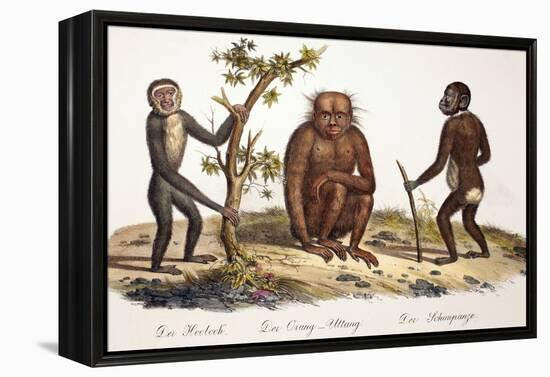 1824 Schinz Apes, Gibbon, Orang, Chimp-Paul Stewart-Framed Premier Image Canvas