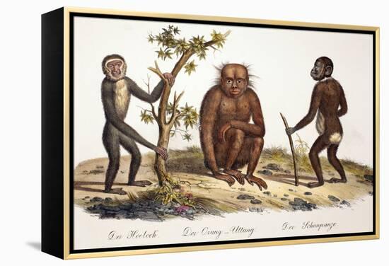 1824 Schinz Apes, Gibbon, Orang, Chimp-Paul Stewart-Framed Premier Image Canvas