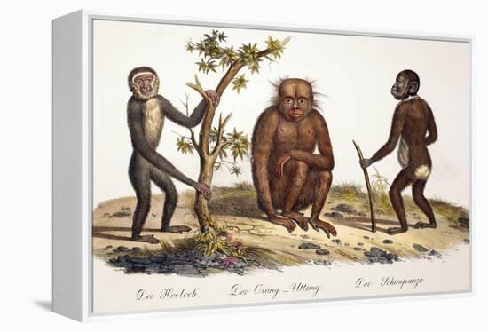 1824 Schinz Apes, Gibbon, Orang, Chimp-Paul Stewart-Framed Premier Image Canvas