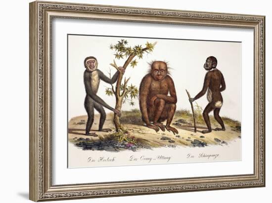 1824 Schinz Apes, Gibbon, Orang, Chimp-Paul Stewart-Framed Photographic Print