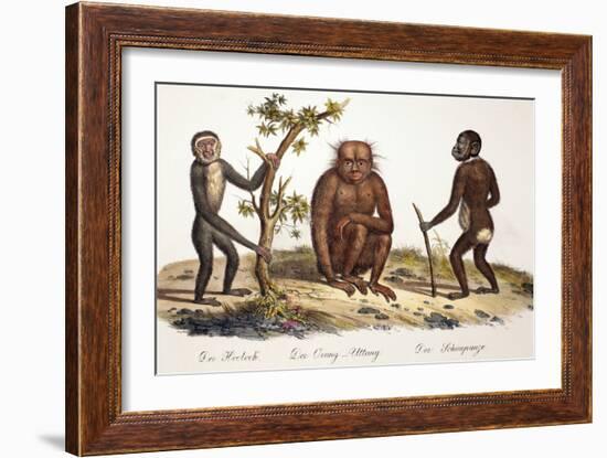 1824 Schinz Apes, Gibbon, Orang, Chimp-Paul Stewart-Framed Photographic Print