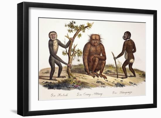 1824 Schinz Apes, Gibbon, Orang, Chimp-Paul Stewart-Framed Photographic Print