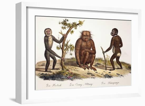 1824 Schinz Apes, Gibbon, Orang, Chimp-Paul Stewart-Framed Photographic Print