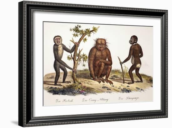 1824 Schinz Apes, Gibbon, Orang, Chimp-Paul Stewart-Framed Photographic Print