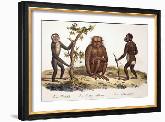 1824 Schinz Apes, Gibbon, Orang, Chimp-Paul Stewart-Framed Photographic Print