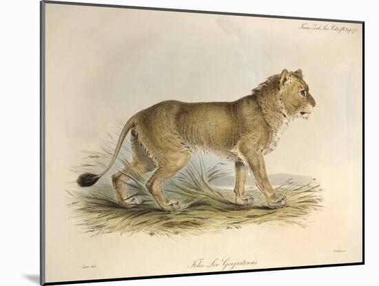 1835 Maneless Indian Lion by Edward Lear-Paul Stewart-Mounted Photographic Print