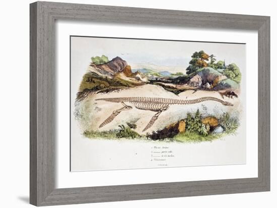 1838 Guerin Plesiosaur Reconstruction.-Paul Stewart-Framed Photographic Print