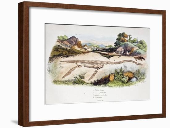 1838 Guerin Plesiosaur Reconstruction.-Paul Stewart-Framed Photographic Print