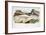 1838 Guerin Plesiosaur Reconstruction.-Paul Stewart-Framed Photographic Print