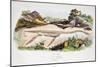1838 Guerin Plesiosaur Reconstruction.-Paul Stewart-Mounted Photographic Print