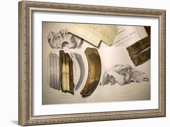 1838 Toxodon Teeth & Figs. From Darwin C-Paul Stewart-Framed Photographic Print